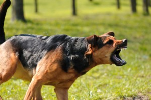 If you have been bitten or attacked and injured as a result then give us a call for a free consultation with an Alabama dog bit attorney. dog bite lawyer
